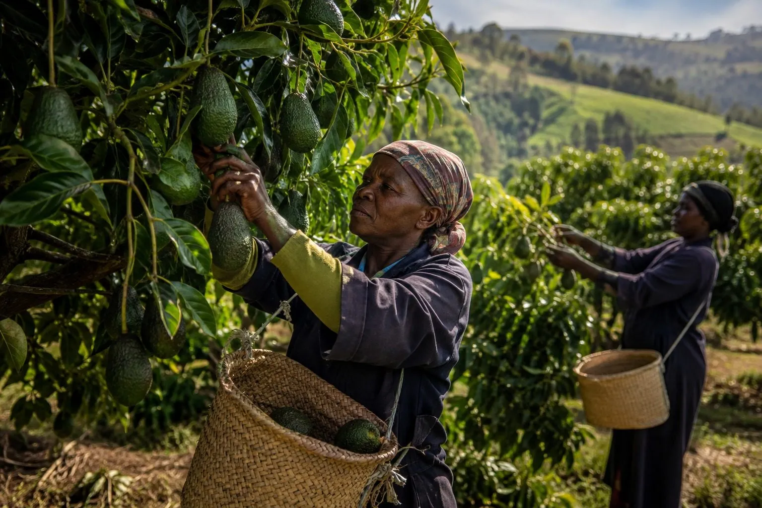 Illustrative visualisation: a grower picking avocados by hand into a woven basket in a smallholding