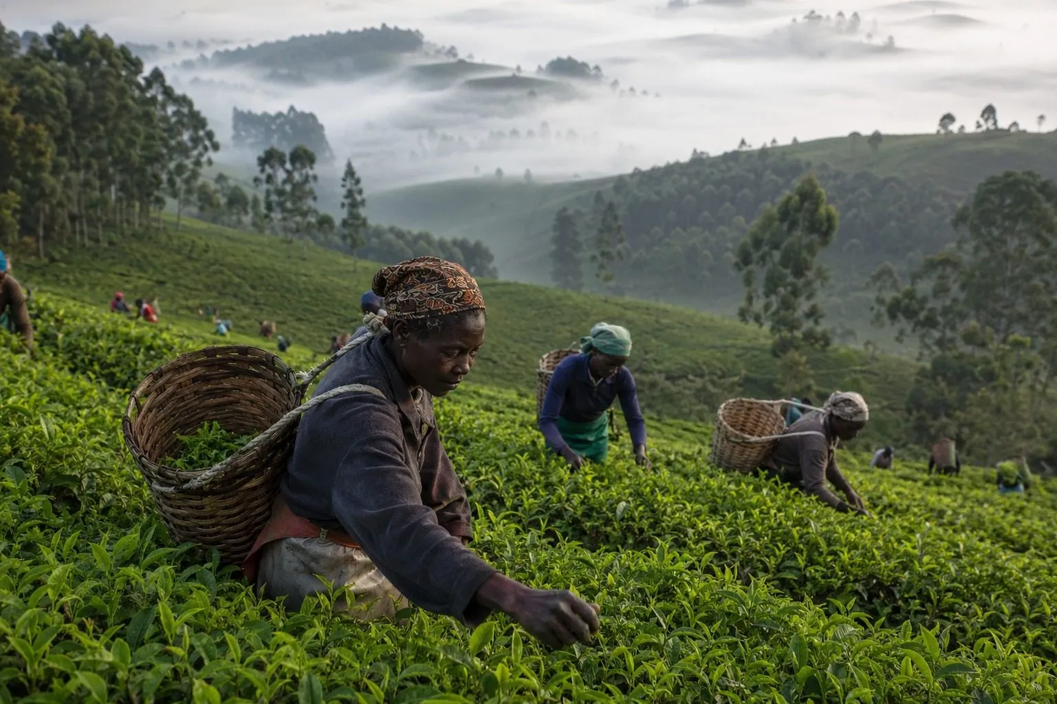 Illustrative visualisation: pickers working a highland tea field at first light, valley mist still burning off behind them